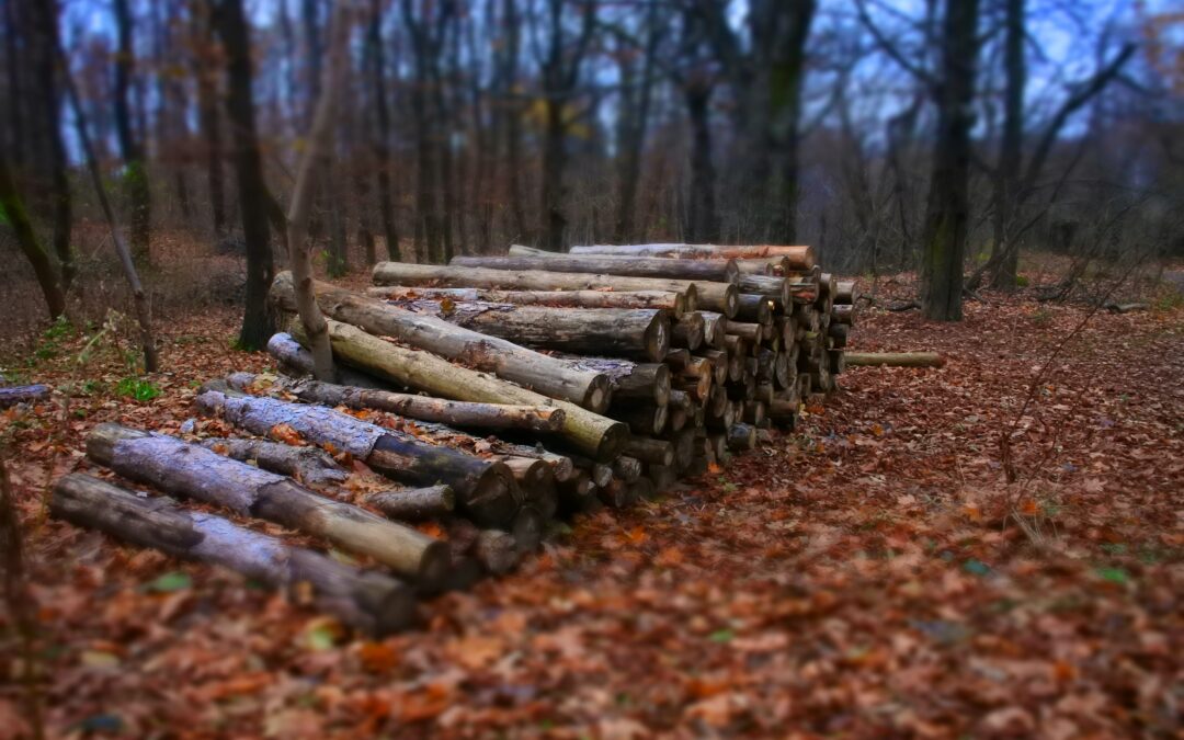 Jak zvýšit životnost dřeva až na 50 let